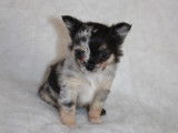 Chiots Chihuahuas non LOF à poil long à vendre