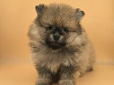 Un chiot Spitz Nain Pomeranian mâle LOF à vendre