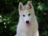 À vendre : un chiot mâle Husky Sibérien LOF