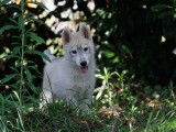 2 chiots mâles Huskies Sibériens LOF à vendre
