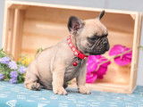 À vendre, des chiots Bouledogues Français non LOF