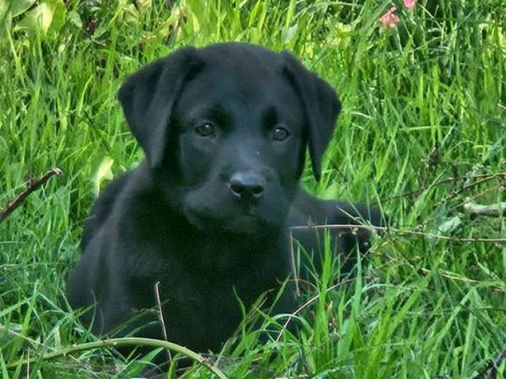 À vendre : 3 chiots mâles Labradors LOF