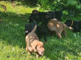 2 chiots Labradors LOF à vendre