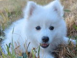 Un chiot mâle Spitz Japonais LOF à vendre