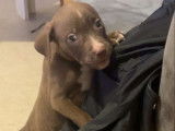 Chiot femelle Pitbull red nose à vendre
