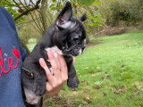 À réserver, un chiot femelle Bouledogue Français LOF