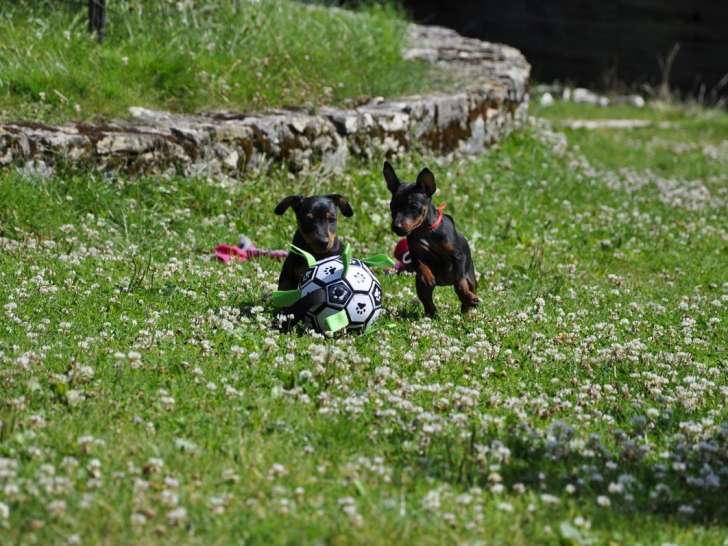 2 chiots Pinschers Nains LOF à vendre