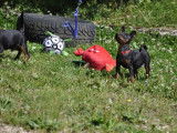 2 chiots Pinschers Nains LOF à vendre