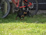 2 chiots Pinschers Nains LOF à vendre