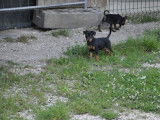 2 chiots Pinschers Nains LOF à vendre