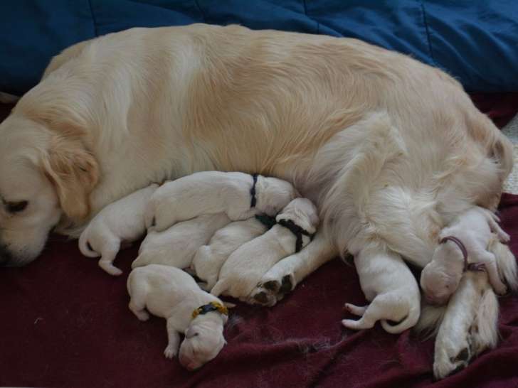 À réserver : 7 chiots Golden Retrievers LOF