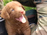 3 chiots mâles Chesapeakes Bay Retriever LOF à vendre