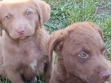 3 chiots mâles Chesapeakes Bay Retriever LOF à vendre