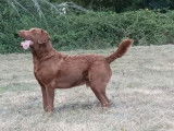 3 chiots mâles Chesapeakes Bay Retriever LOF à vendre