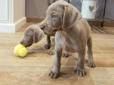 6 chiots Braques de Weimar LOF à réserver