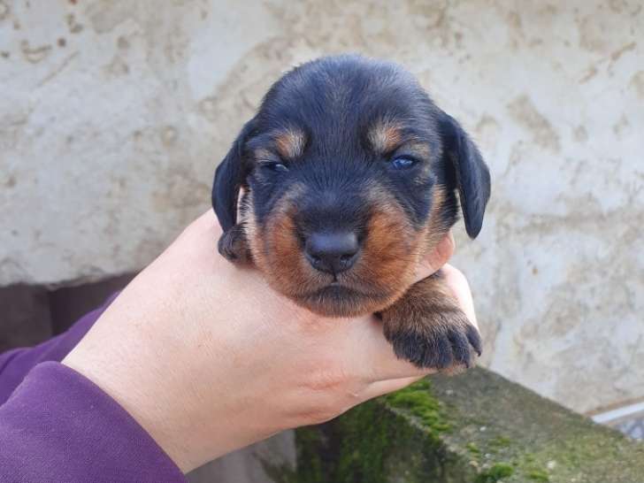 Chiots teckels poils durs standards lof