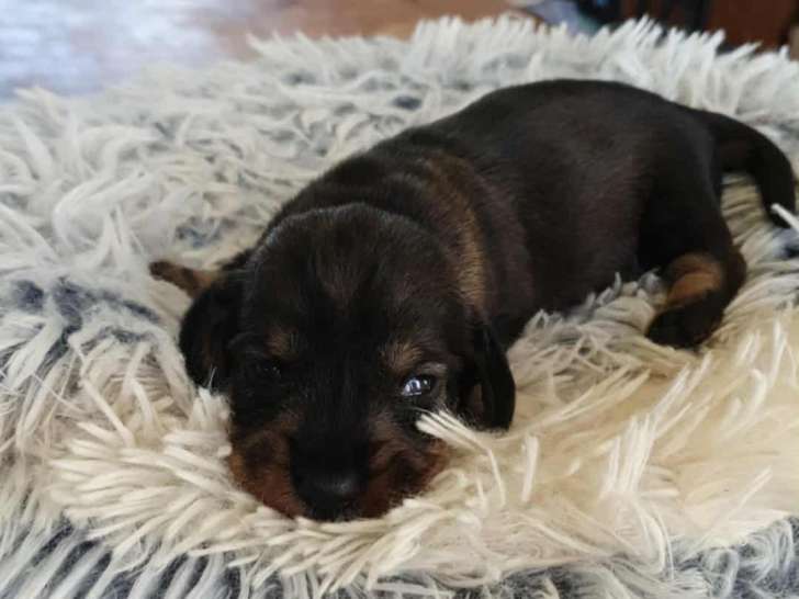 Chiots teckels poils durs standards lof