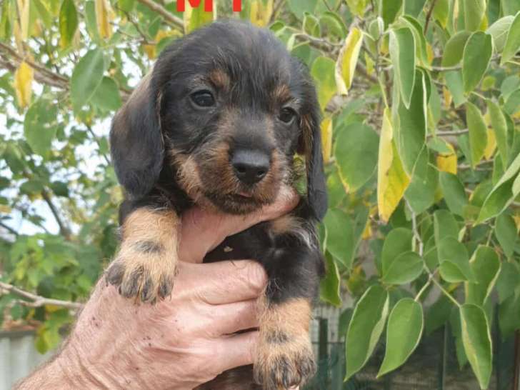 Chiots teckels poils durs standards lof