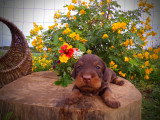 Chiots teckels poils durs standards lof