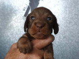 Chiots teckels poils durs standards lof
