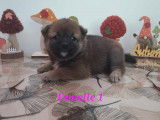 À réserver : 2 chiots Shiba Inus LOF