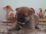 À réserver : 2 chiots Shiba Inus LOF