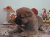 À réserver : 2 chiots Shiba Inus LOF