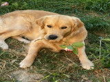 Undy, mâle Golden Retriever LOF disponible pour saillie