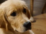 Undy, mâle Golden Retriever LOF disponible pour saillie
