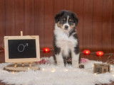 4 chiots Bergers Australiens LOF à vendre