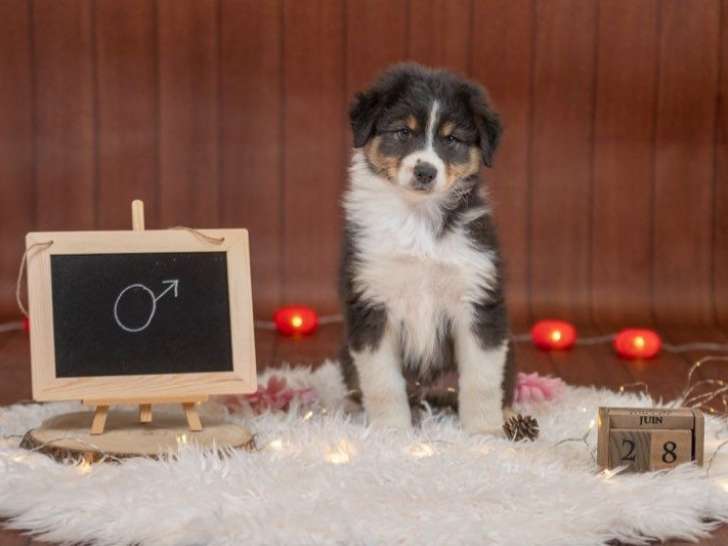 4 chiots Bergers Australiens LOF à vendre