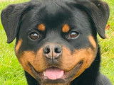 Une chienne Rottweiler LOF disponible à la vente