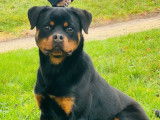 Une chienne Rottweiler LOF disponible à la vente