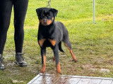 Une chienne Rottweiler LOF disponible à la vente
