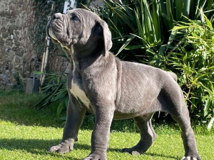 12 chiots Cane Corso LOF à réserver