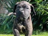 12 chiots Cane Corso LOF à réserver