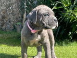 12 chiots Cane Corso LOF à réserver