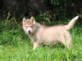 5 chiots Huskies de Sibérie LOF à vendre