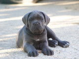 À réserver : 7 chiots mâles Cane Corso LOF