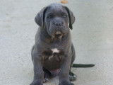 À réserver : 7 chiots mâles Cane Corso LOF