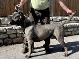 À réserver : 7 chiots mâles Cane Corso LOF