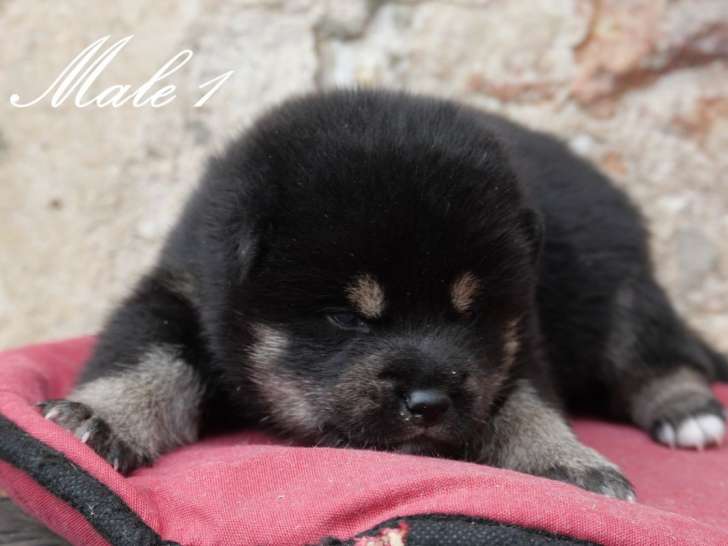 3 chiots mâles Shiba Inus LOF disponibles à la réservation