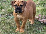 À vendre : 6 chiots femelles Bulldogs Continentaux LOF