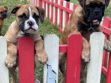 À vendre : 6 chiots femelles Bulldogs Continentaux LOF