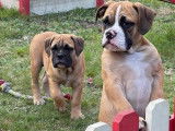 À vendre : 6 chiots femelles Bulldogs Continentaux LOF