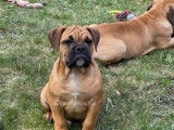 Des chiots Bulldogs Continentaux LOF à vendre