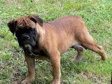 À réserver, des chiots Bulldogs Continentaux LOF