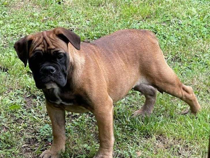 À réserver, des chiots Bulldogs Continentaux LOF