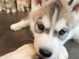 3 chiots mâles Huskies de Sibérie LOF à réserver