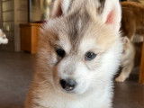 3 chiots mâles Huskies de Sibérie LOF à réserver